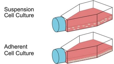 A Brief Overview of Human Primary Cells | by Alpha Lifetech | Jul, 2023 ...