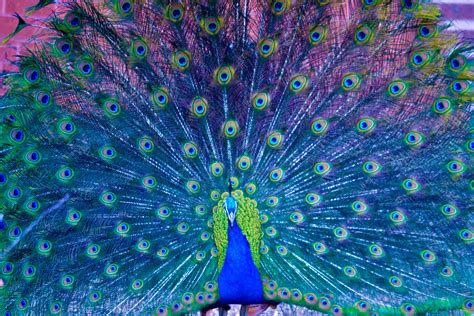 Beautiful Peacock Wallpapers - Top Free Beautiful Peacock Backgrounds - WallpaperAccess