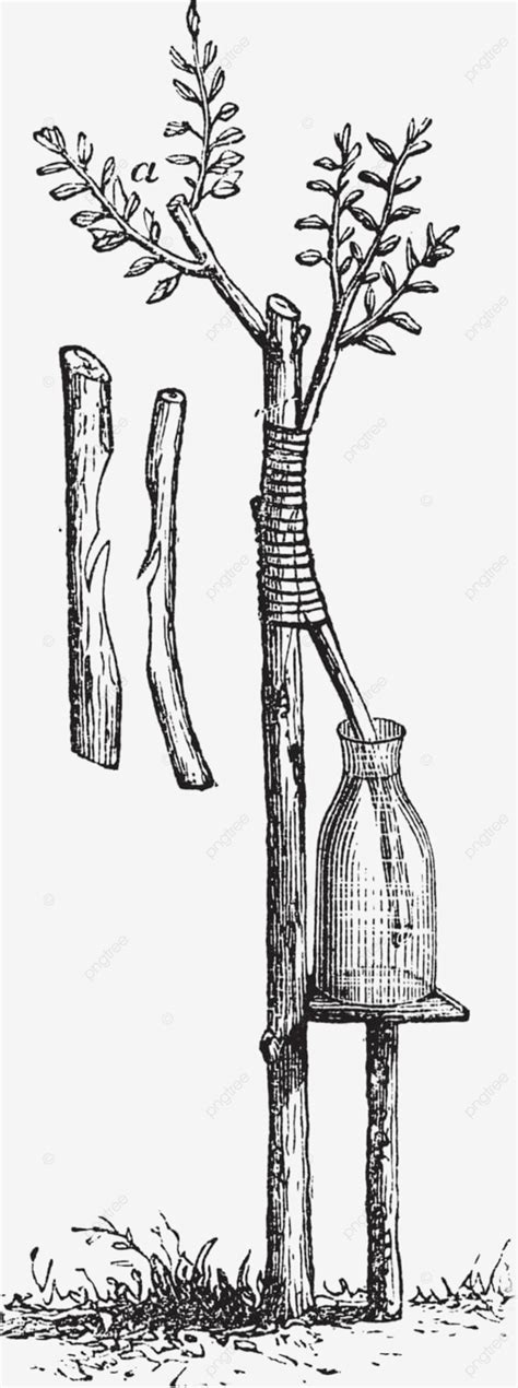 Approach Grafting Or Inarching In Vintage Engravingfigure 5 Vector, Container, Botany, Antique ...