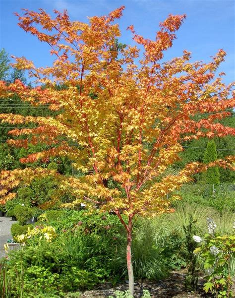 Acer palmatum 'Senkaki' | Japanese Maple - Leafland Limited | Best Price | Buy Trees Online ...