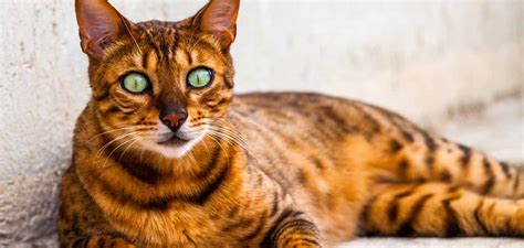 California Spangled Cat - An Unforgettable Spotted Cat Breed