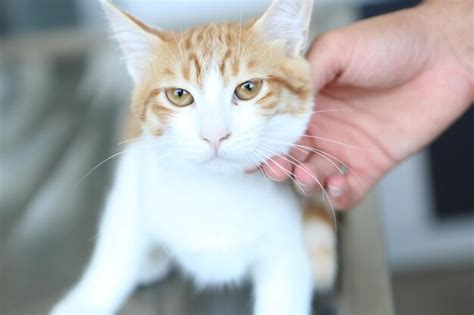 Premium Photo | Cute sick cat waiting for the vet