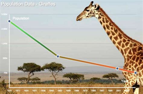 Giraffe Population Poster Project