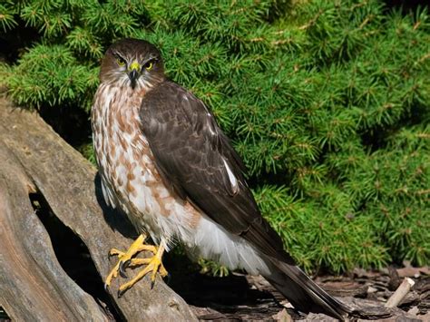 Juvenile Sharp-shinned Hawks (Identification Guide with… | Birdfact