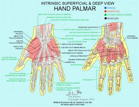 Pin by Lynett Seagroves on BODYWORKS 14 | Hand therapy, Medical knowledge, Muscle