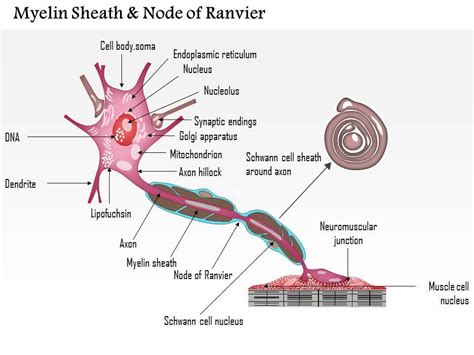 0714 Myelin Sheath And Node Of Ranvier Medical Images For Powerpoint ...