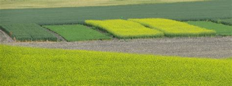 Advances in Canola Breeding and Agronomy in Pacific Northwest | U.S ...