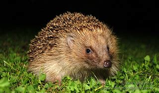 Hedgehog at Night | A hedgehog at the bottom of the garden. … | Flickr