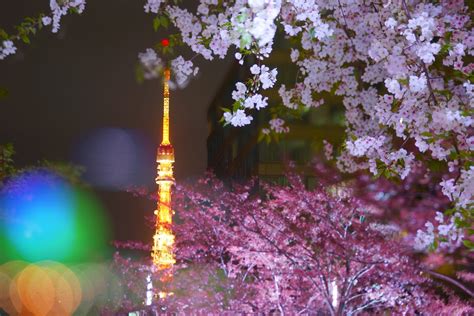 5 Best Places to See Night Cherry Blossoms in Tokyo 2019