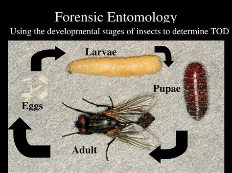 How Is Entomology Used In Forensic