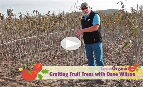 Grafting Fruit Trees with Dave Wilson Nursery at www.GrowOrganic.com | Grafting fruit trees ...