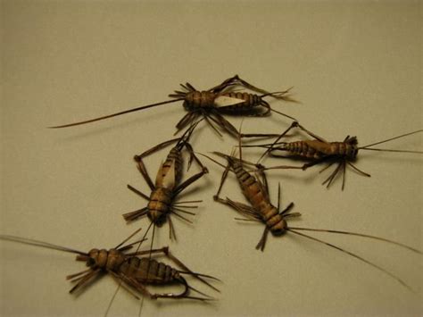 cricket fly - Bing Images Fly Tying, Corrugated, Fly Fishing, Cricket, Insects, Foam, Hair ...