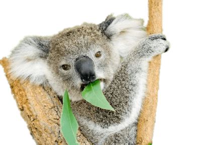 Koala Comiendo Hojas de Eucalipto PNG transparente - StickPNG