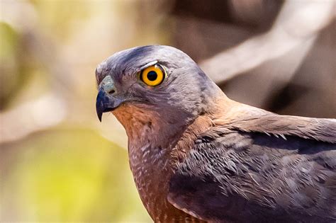 Australian Raptors - Australia's Wonderful Birds