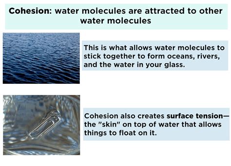 Cohesion and Adhesion (Water) — Properties & Examples - Expii