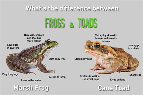 fun facts about frogs and toads for kids Archives - Easy Science For Kids