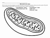 Biology  Coloring & Labeling Mitochondria Homework/Review 2 Versions sketch template
