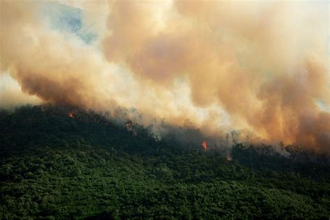 California Fires: Landscape History & How Restoration Helps - One Tree Planted