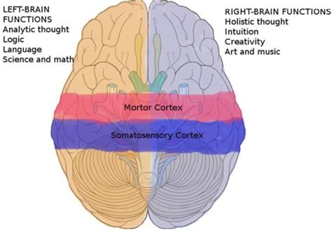 New Specification: Sperry’s Split Brain Research – Psychology Teaching Ideas