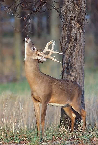 LATE OCTOBER WHITE-TAILED DEER PHOTOGRAPHY - Steve Gettle Nature ...