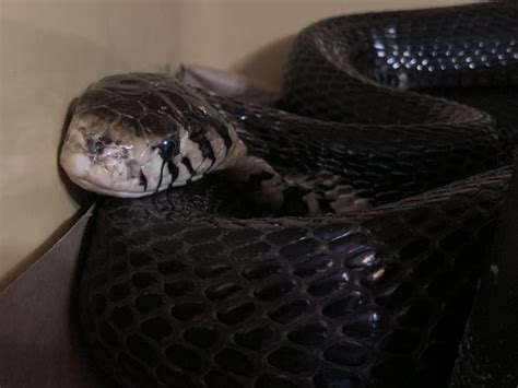 Naja guineensis from Ghana. This old animal is a solid 8ft and roughly 6-7lbs. The largest ...