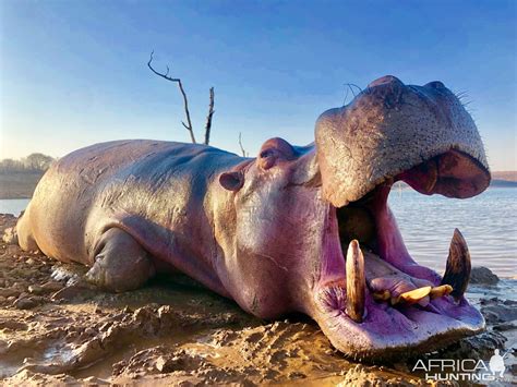 Hunt Hippo in Zimbabwe | AfricaHunting.com