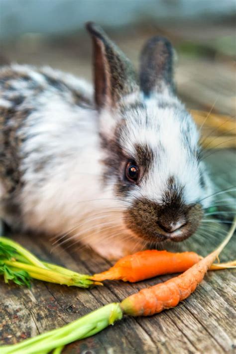 Growing Carrots in Containers: A Comprehensive Guide (2023)