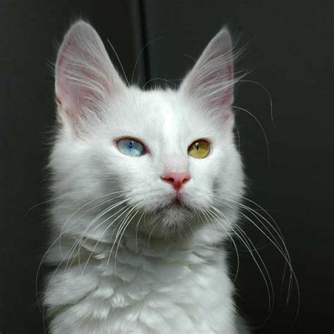 Turkish Angora Cat Breed Complete Guide | AZ Animals