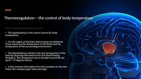 Chapter 14.1: Homeostasis - Thermoregulation - YouTube