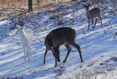 Albino fawn, she blends in better than her momma and siblings. : r ...