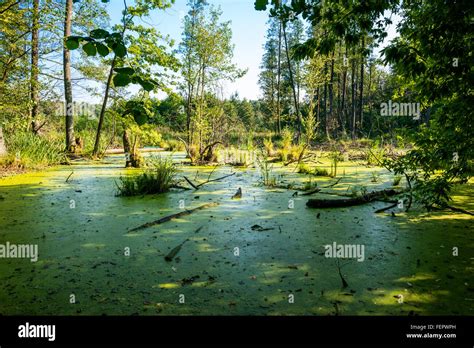 Freshwater marsh hi-res stock photography and images - Alamy