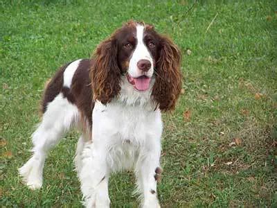 English Springer Spaniel Training: 10 Useful Tips & Tricks