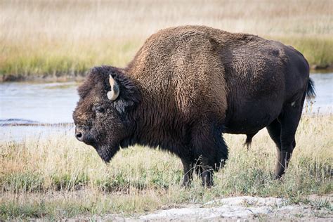 Yellowstone Animals | WP3 Photography