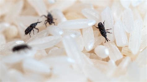 Tiny Black Bugs In Kitchen 10 Ways To Eliminate Them