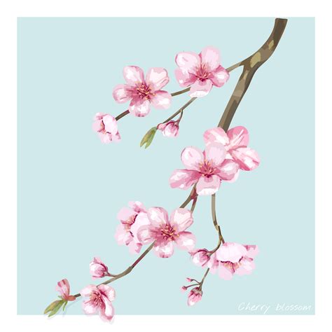 Hand drawn cherry blossom flower illustration - Download Free Vectors, Clipart Graphics & Vector Art