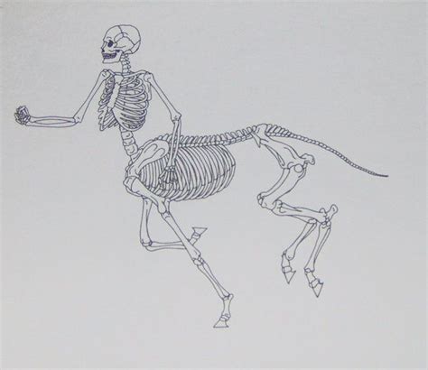 Centaur Skeleton by Shara-Moonglow on DeviantART.com ★ Jewelry Tattoo, Fantasy Story, Story ...