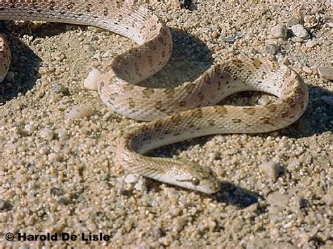 Mohave Glossy Snake - Arizona elegans candida