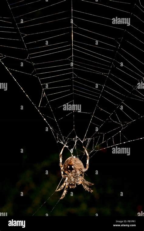 A Brown widow spider or Latrodectus geometricus hangs from a web in Laguna Niguel, CA. The Brown ...