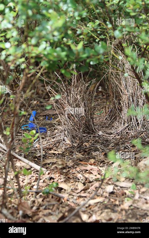 Satin Bowerbird nest in australia Stock Photo - Alamy