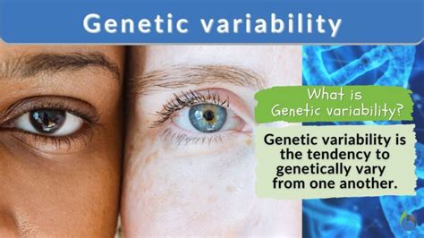 Genetic variability Definition and Examples - Biology Online Dictionary