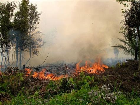 Land and forest fires in Indonesia reach crisis levels | RenewEconomy