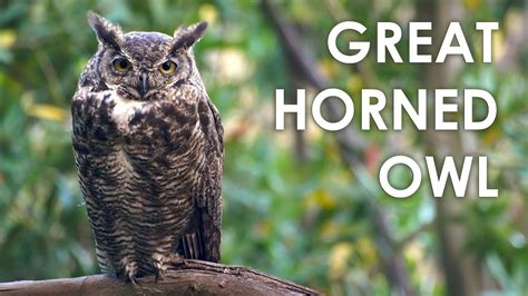 Identifying Great Horned Owl Calls, Hoots, and Sounds (with AUDIO clips ...