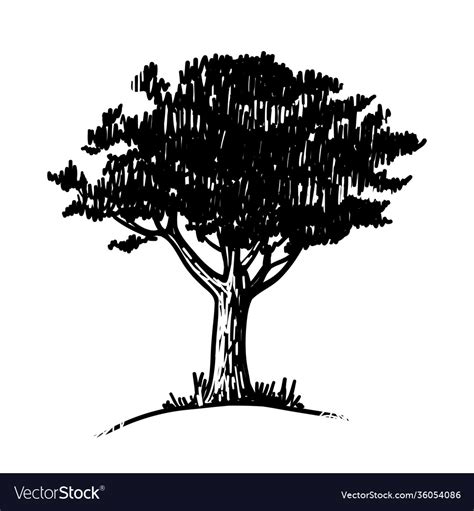 Black tree sketch isolated on a white background Vector Image