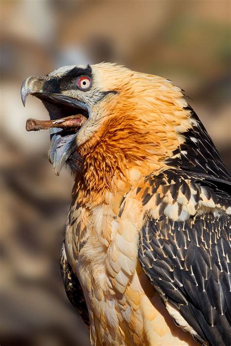 Amazing nature #63 - The Bearded Vulture — Steemit