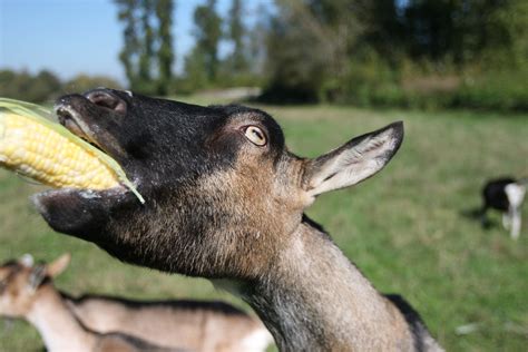 Goats eating corn | Gene Dershewitz | Flickr