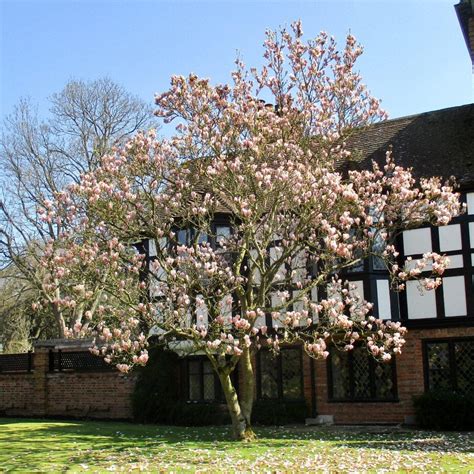 Early Flowering Magnolia - Tree Guide UK Saucer Magnolia in flower