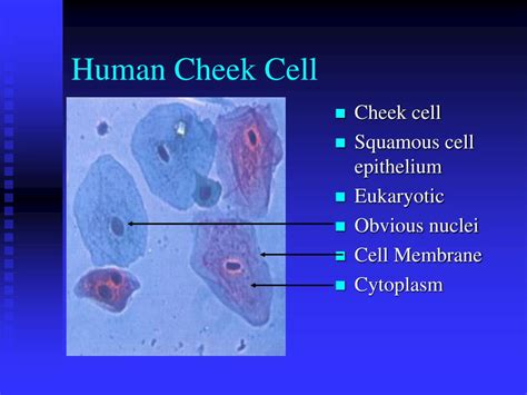 Cheek Cell Diagram