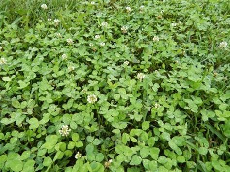 broadleaf weeds | K-State Turfgrass