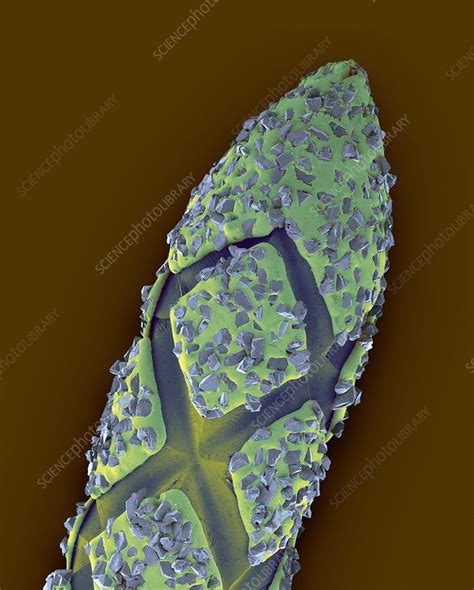 Dental drill bit with diamond chips, SEM - Stock Image - C032/5094 - Science Photo Library