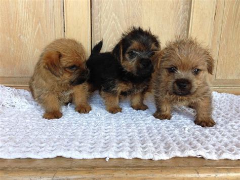 Rules of the Jungle: Norfolk terrier puppies